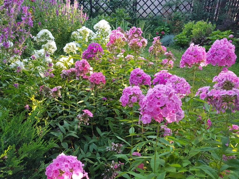  - 2020_Phlox