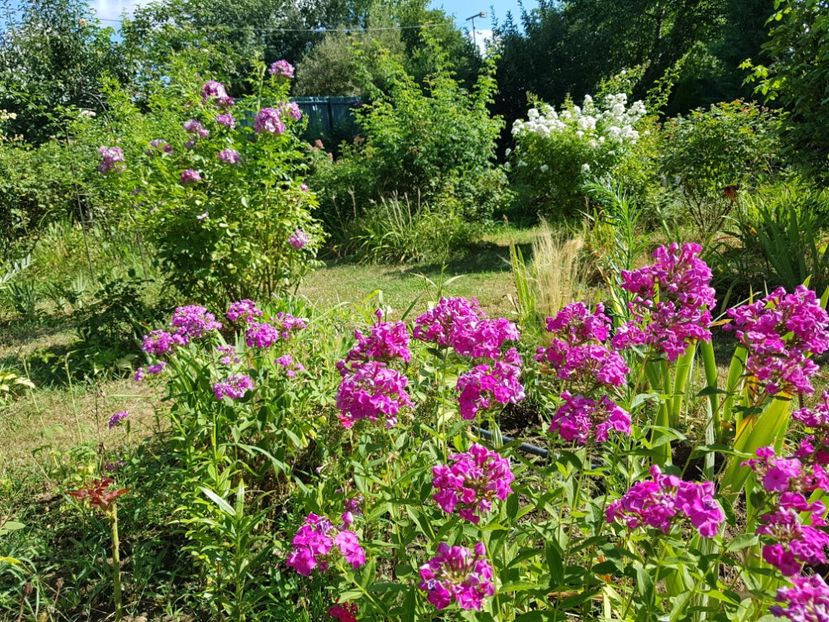  - 2020_Phlox
