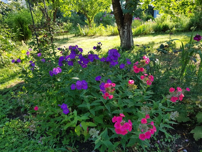  - 2020_Phlox