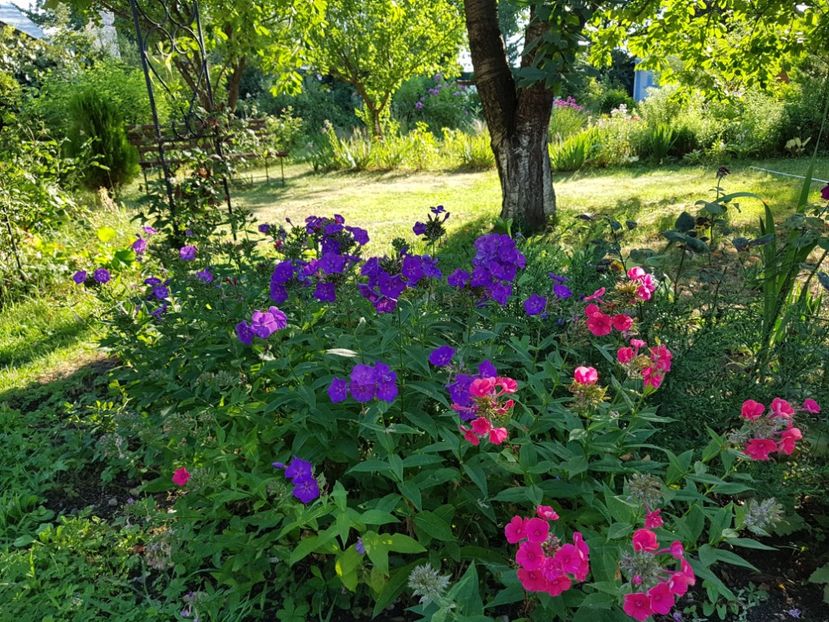  - 2020_Phlox