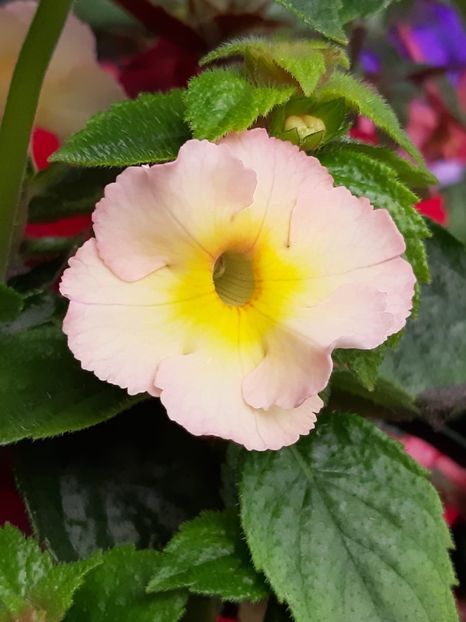 BriD’s Eika - Achi din semințe BriDs 2020