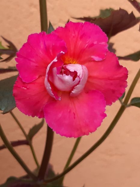 BriD’s Susane - Achi din semințe BriDs 2020