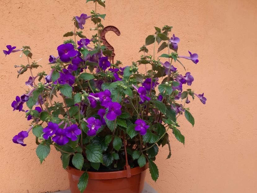 BriD’s Veilchenblau - Achi din semințe BriDs 2020