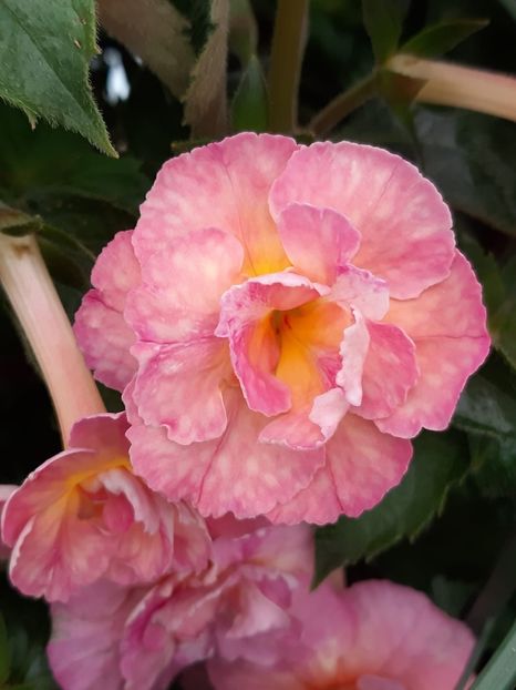 BriD’s Wolfgan‘s Schöne - Achi din semințe BriDs 2020