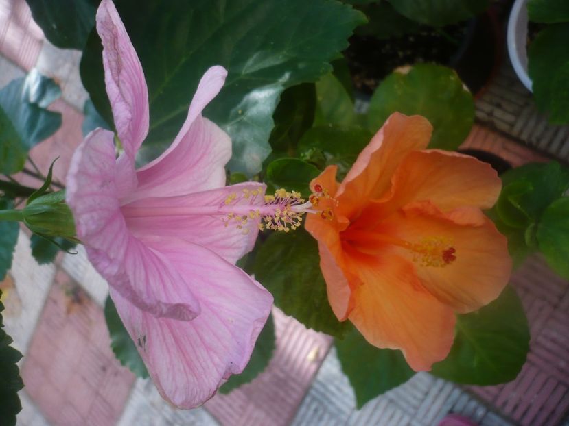 P1450432 - HIBISCUSI 2020-2