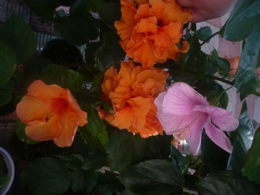 P1450435 - HIBISCUSI 2020-2