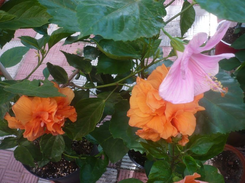 P1450436 - HIBISCUSI 2020-2