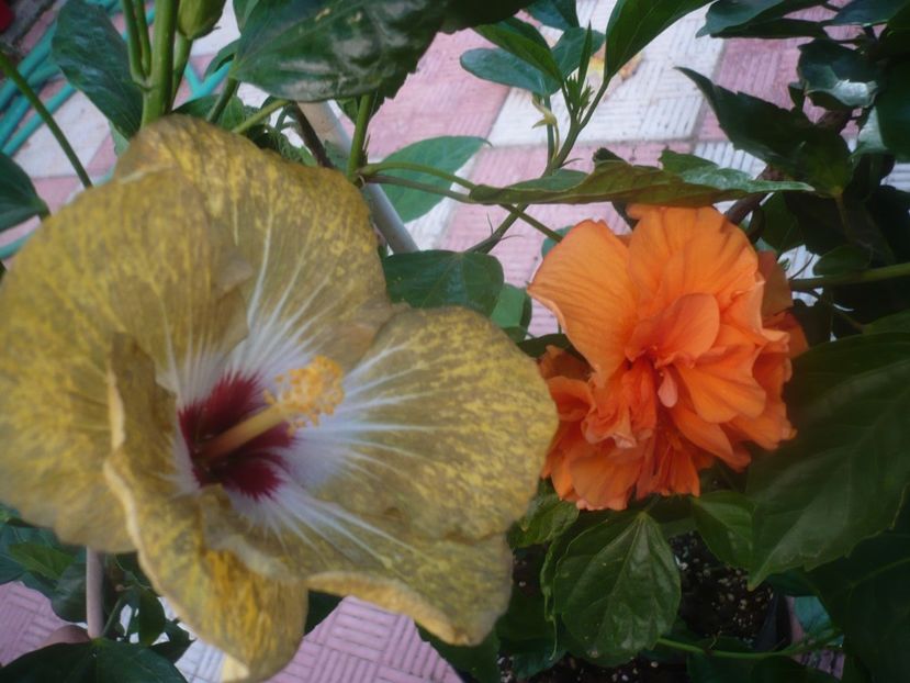 P1450440 - HIBISCUSI 2020-2