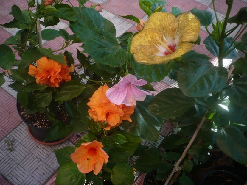 P1450441 - HIBISCUSI 2020-2