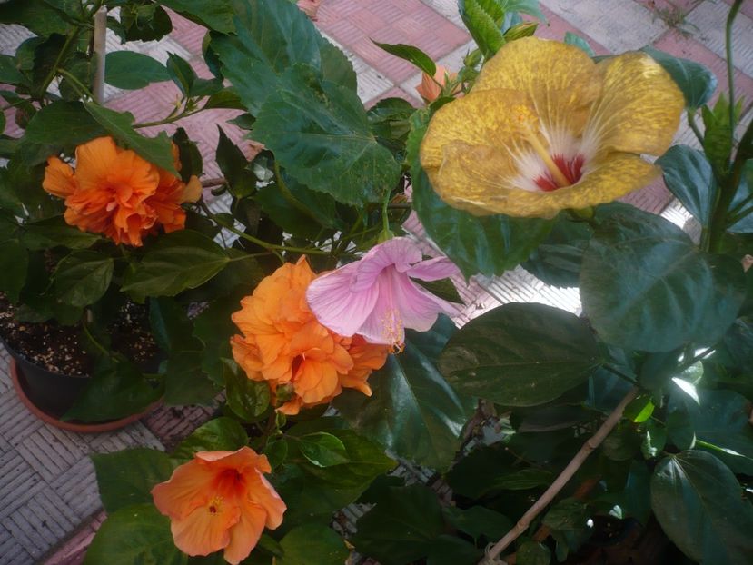 P1450442 - HIBISCUSI 2020-2