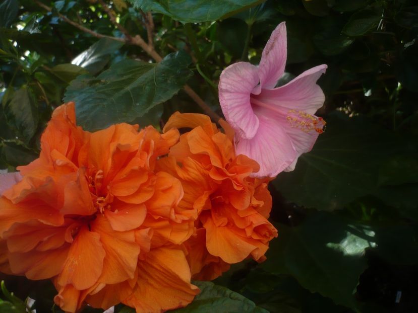 P1450444 - HIBISCUSI 2020-2