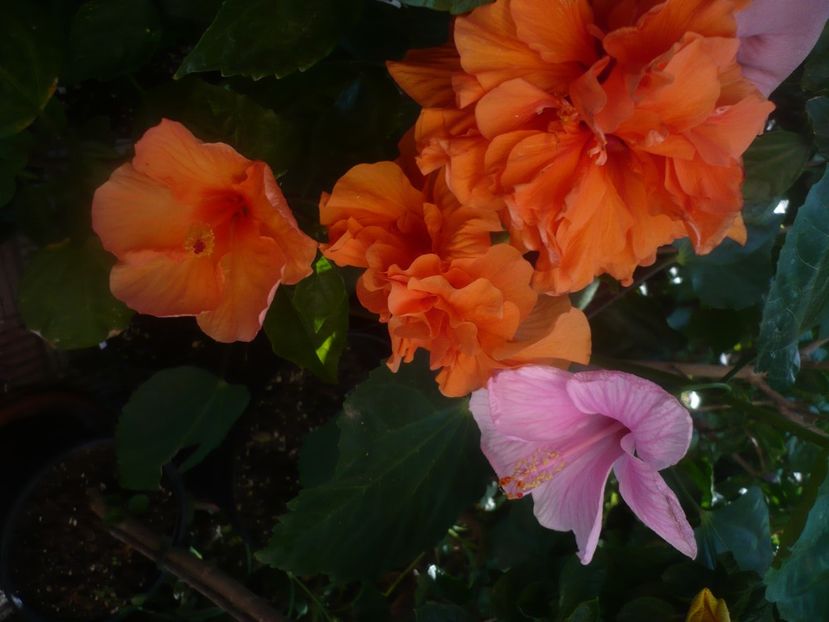 P1450446 - HIBISCUSI 2020-2