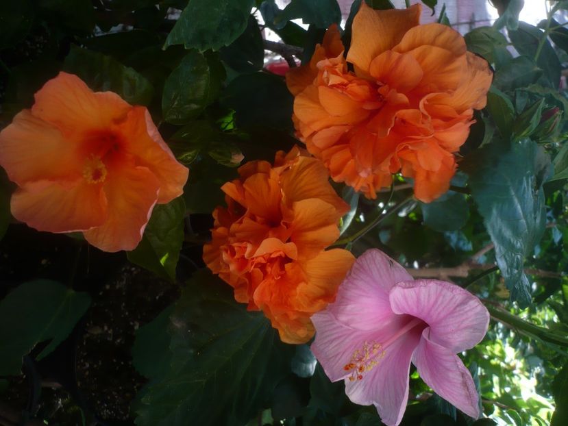 P1450447 - HIBISCUSI 2020-2