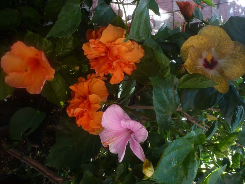 P1450448 - HIBISCUSI 2020-2