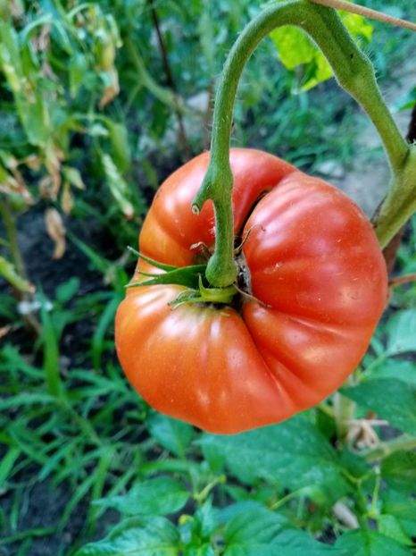  - TOMATE 2020 ALBUM 15