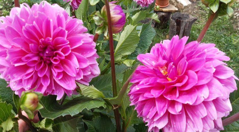  - Flori de Primavara _Vara 2020-2021