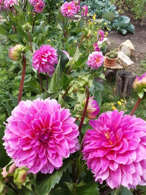  - Flori de Primavara _Vara 2020-2021