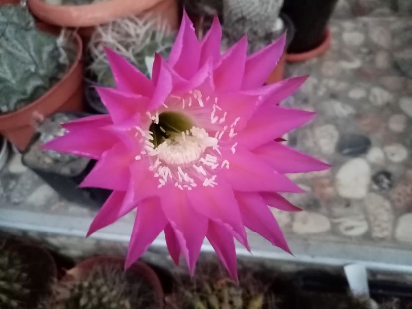  - Cactusi suculente 2020