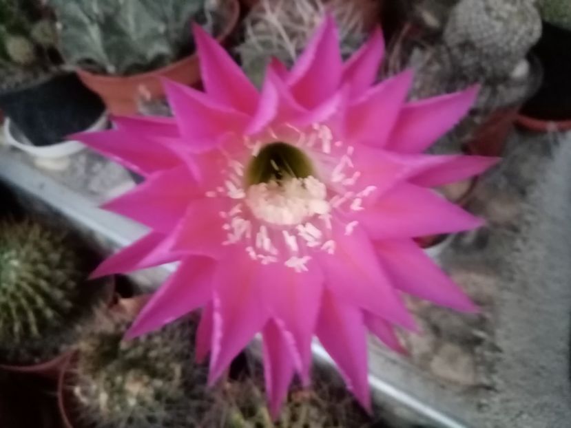  - Cactusi suculente 2020