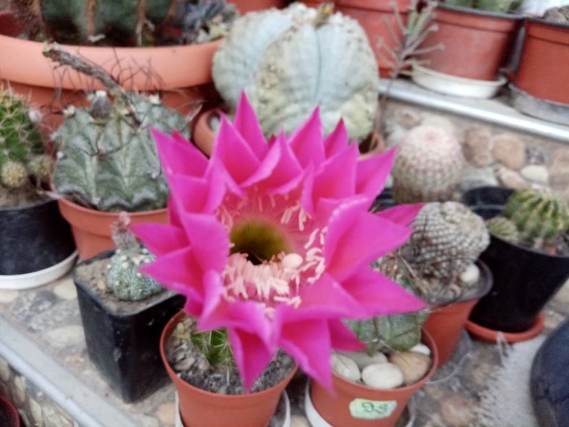  - Cactusi suculente 2020