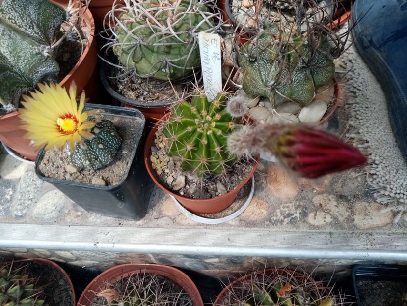  - Cactusi suculente 2020