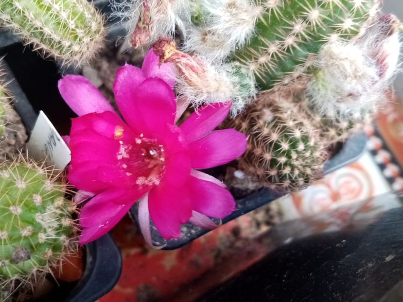  - Cactusi suculente 2020
