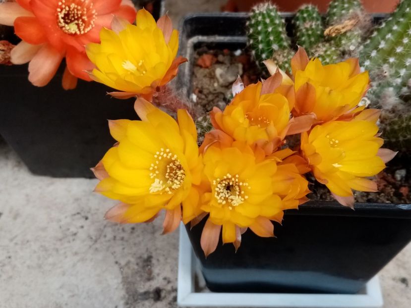  - Cactusi suculente 2020