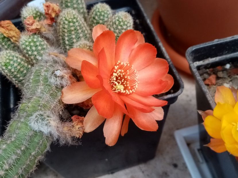  - Cactusi suculente 2020