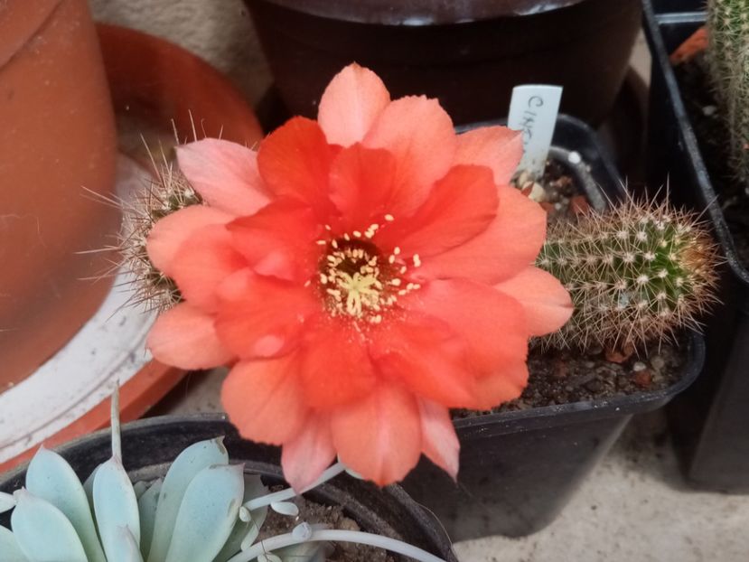  - Cactusi suculente 2020