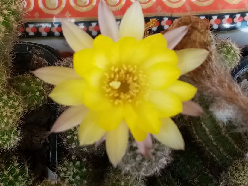  - Cactusi suculente 2020