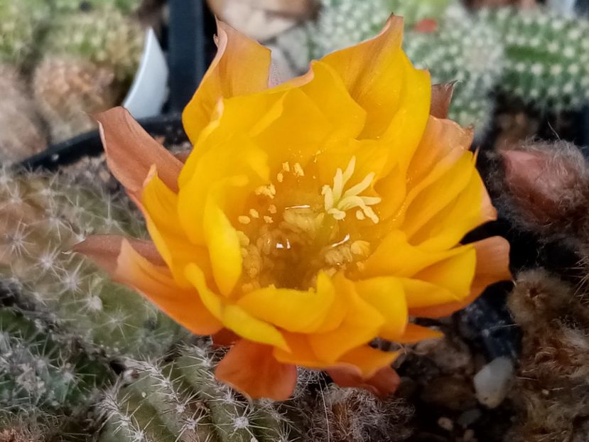 - Cactusi suculente 2020