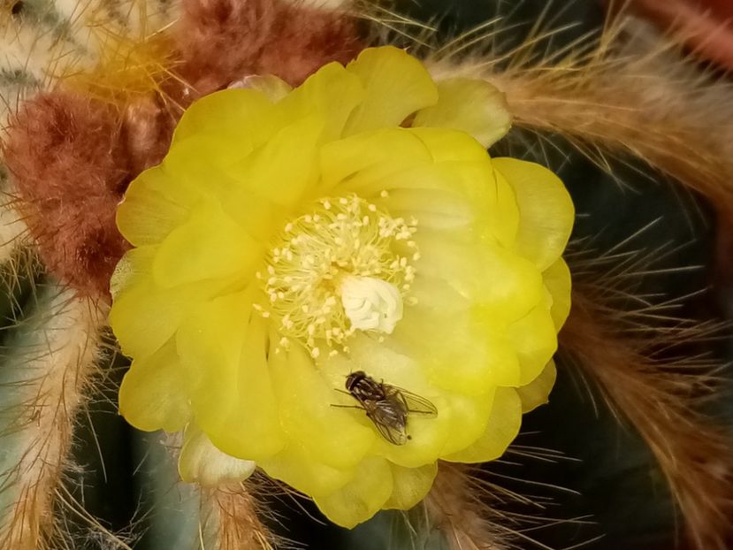  - Cactusi suculente 2020
