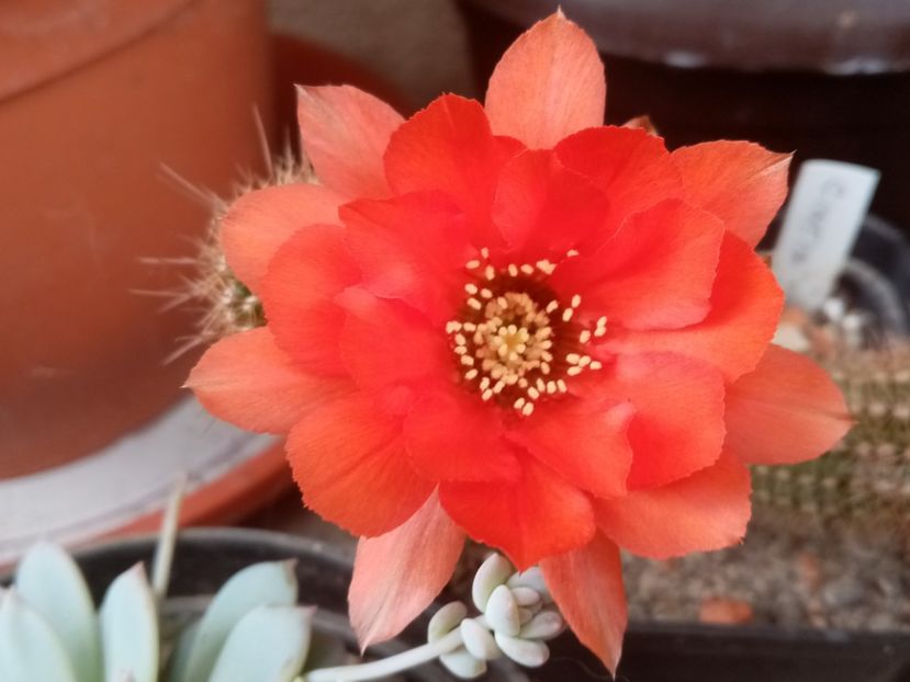  - Cactusi suculente 2020