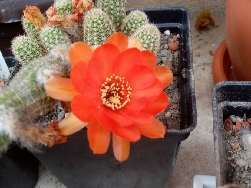  - Cactusi suculente 2020