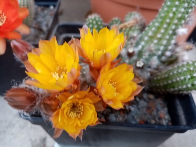  - Cactusi suculente 2020