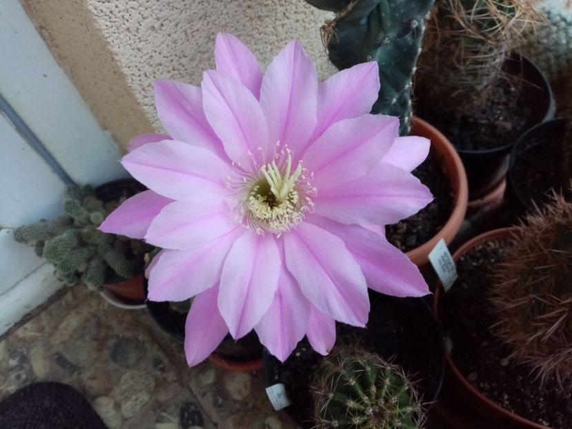  - Cactusi suculente 2020