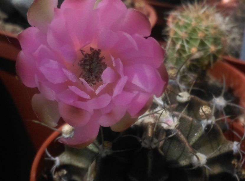  - Cactusi suculente 2020