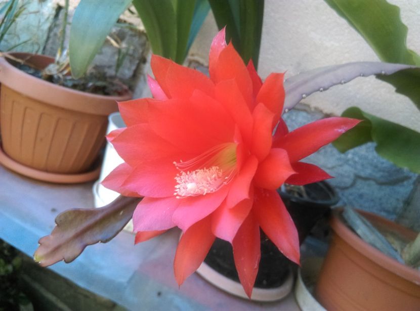  - Cactusi suculente 2020