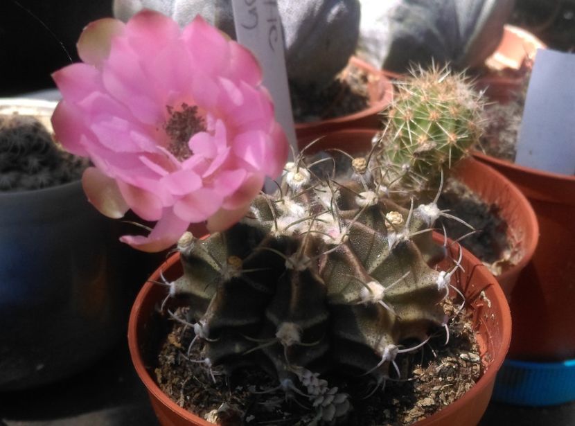  - Cactusi suculente 2020