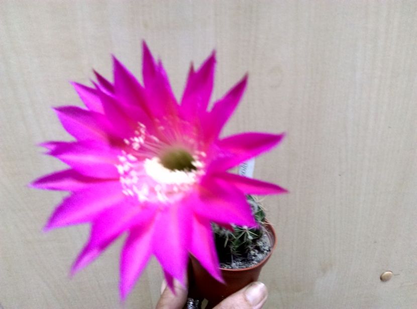  - Cactusi suculente 2020