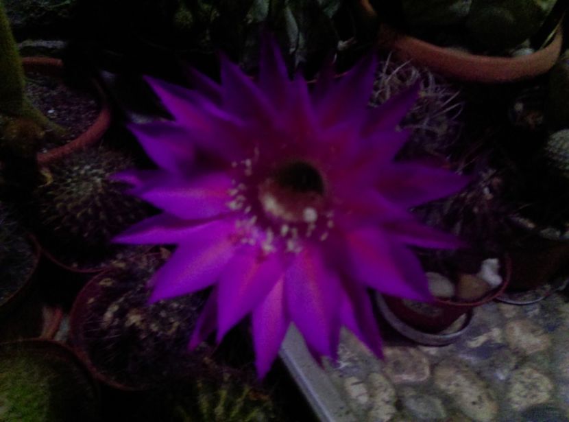  - Cactusi suculente 2020