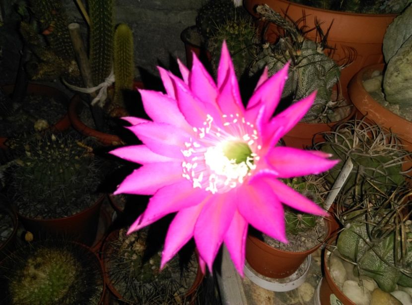  - Cactusi suculente 2020