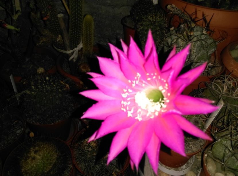  - Cactusi suculente 2020