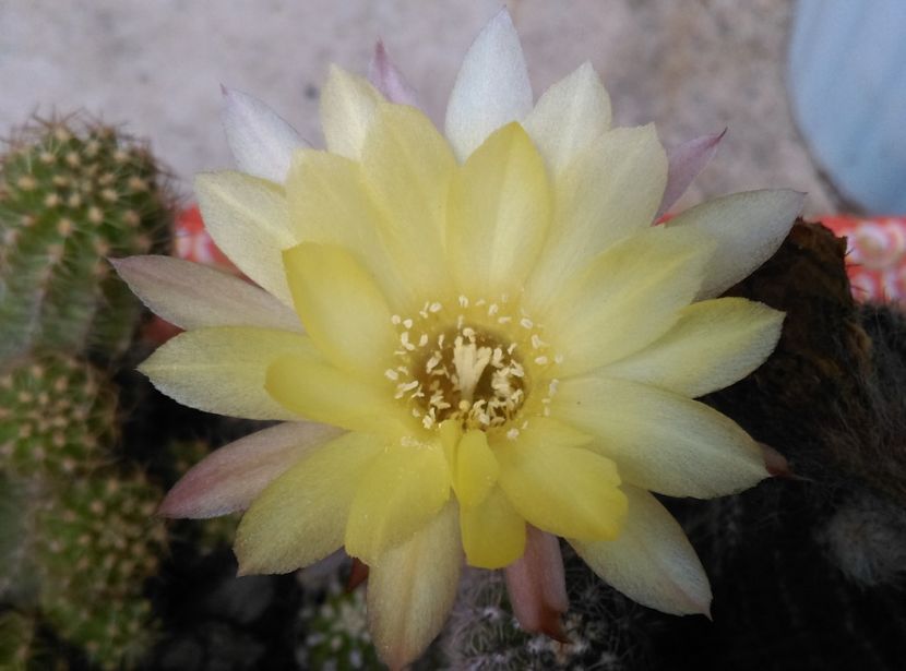  - Cactusi suculente 2020