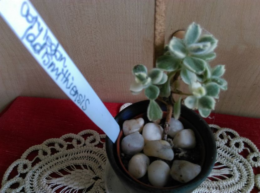  - Cactusi suculente 2020