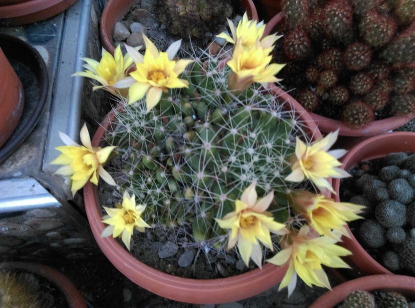  - Cactusi suculente 2020