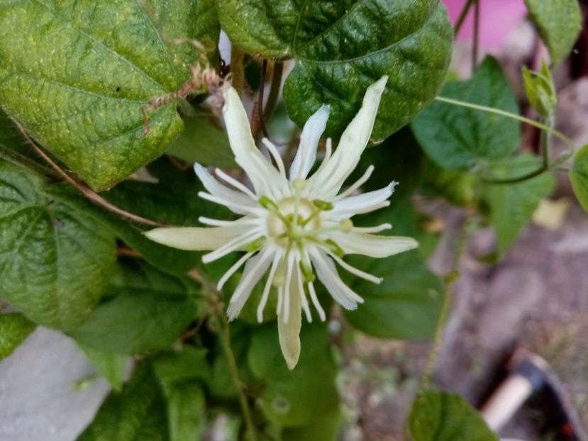  - Passiflora 2020