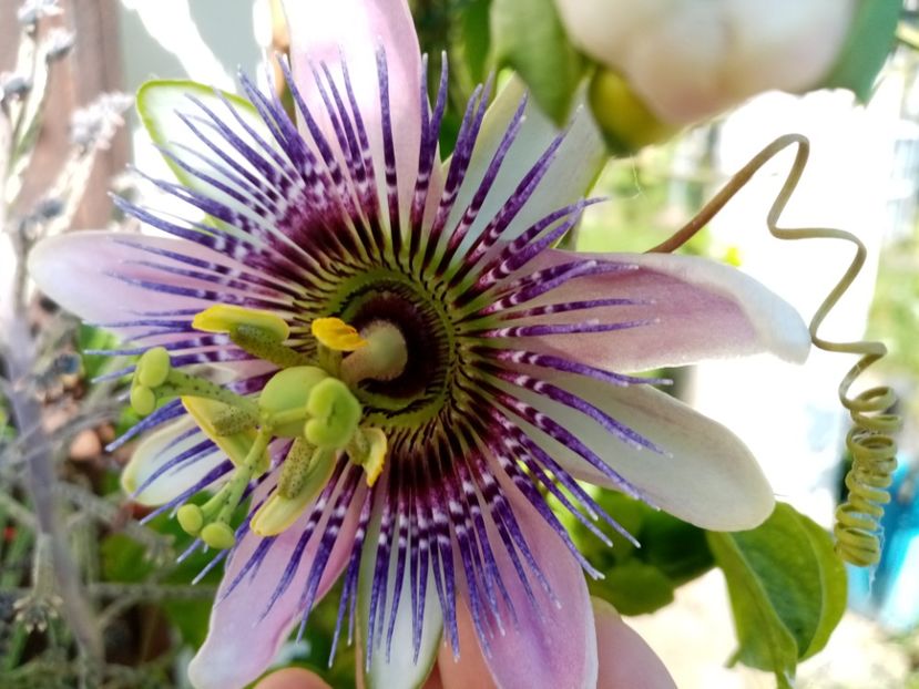  - Passiflora 2020