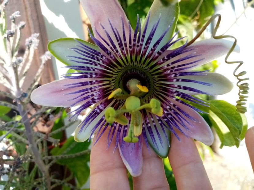 - Passiflora 2020