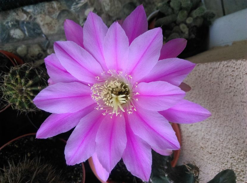  - Cactusi suculente 2020